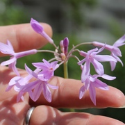 Zimmerknoblauch violett